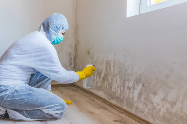 Licensed Mold Testing service in Chester, VA - WQB Mold Removal
