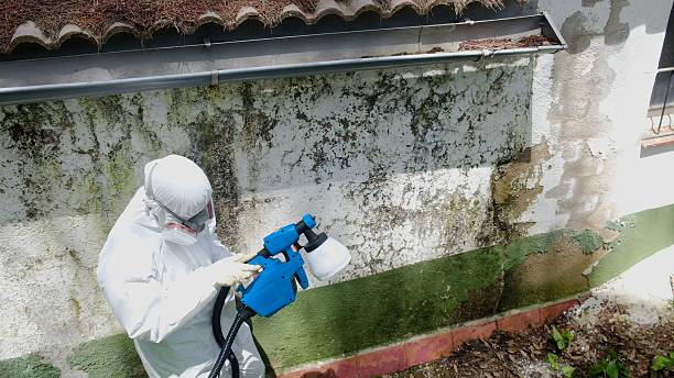 Top rated local Mold Testing specialists in Chester, VA